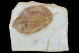 Fossil Leaf (Cornus) - Montana #101889-1